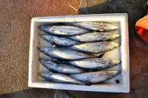 Δραστηριότητες στο IliaMare - Ψάρεμα