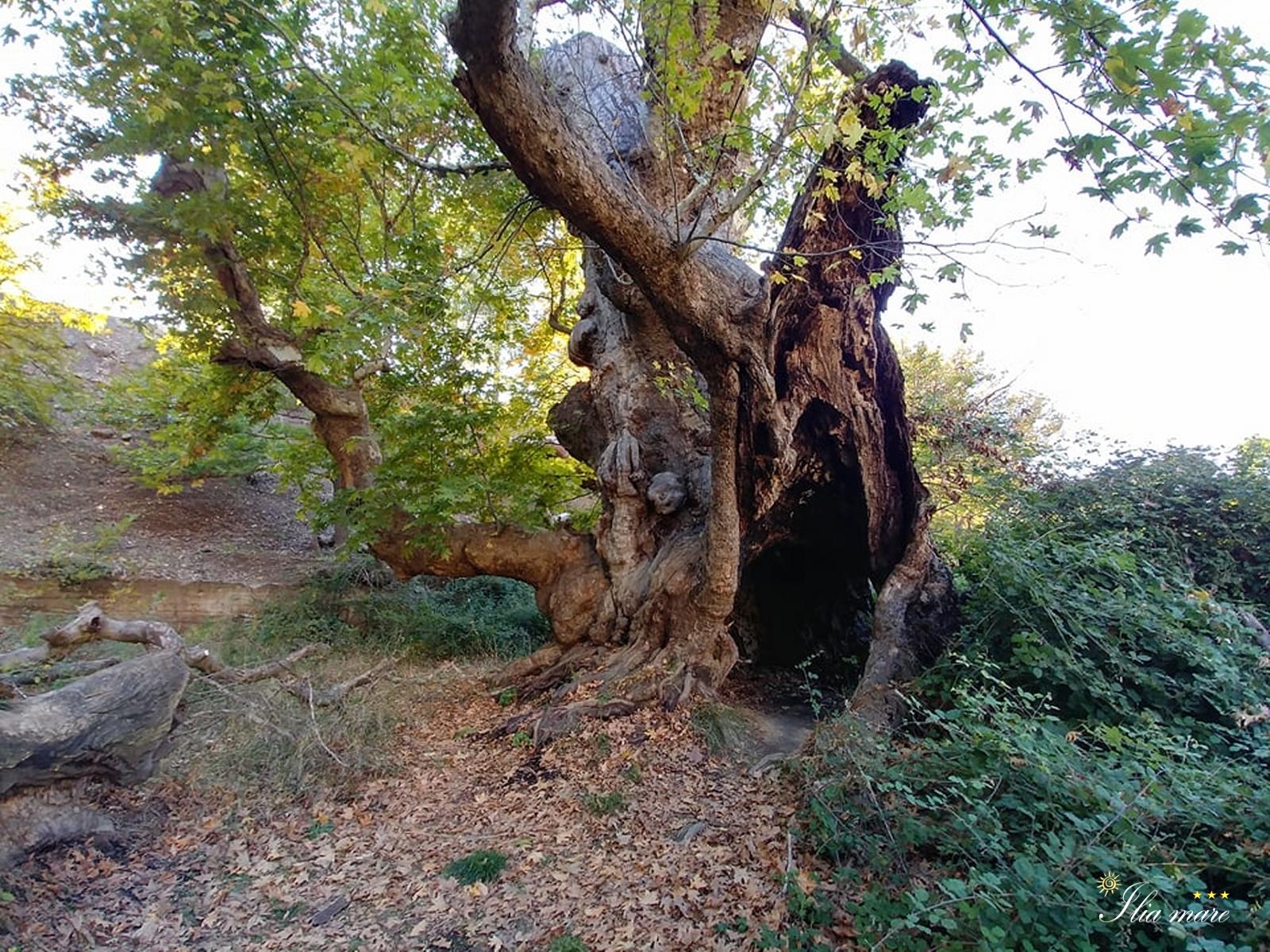 Δραστηριότητες - Πεζοπορία Δραστηριότητες - Πεζοπορία