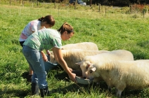 Δραστηριότητες στην οικογενειακή φάρμα